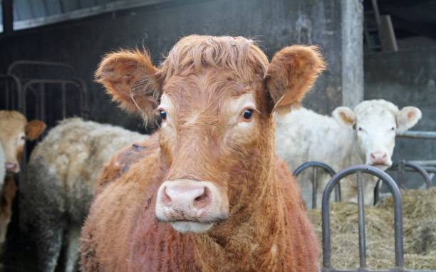 istock herd of cows in barn 1134426142