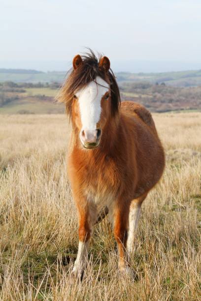 Horse from Assateague Island named Assateague’s Phoenix