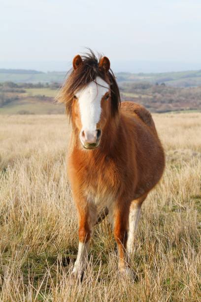 wild horse in rural Wales stock photo