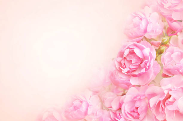 istock Summer blossoming delicate rose on blooming flowers background 1134426264