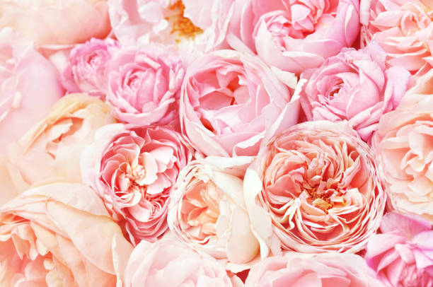 istock Summer blossoming delicate rose on blooming flowers background 1134426780