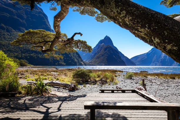 Milford Sound, New Zealand Superb tree in front of the Milford Sound, in the Fiordland National Park of New Zealand milford sound stock pictures, royalty-free photos & images