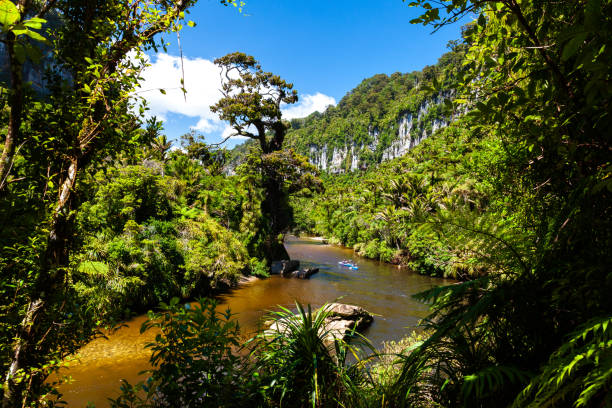 Landscape of Paparoa National Park in New Zealand The Paparoa National Park is crossed by the calm waters of the Pororari River, which is favorable to kayaking for discovering the park punakaiki stock pictures, royalty-free photos & images