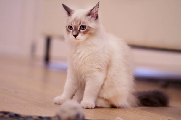 istock Siberian cat in a home environment 1134428956