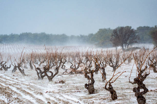 istock Vineyard covered in winter snow 1134429294