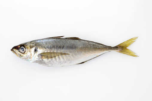 Raw Seabass fish Robalo fresh seafood isolated on white background closeup with copy space