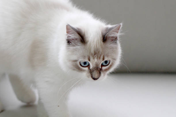 istock Siberian cat in a home environment 1134429436