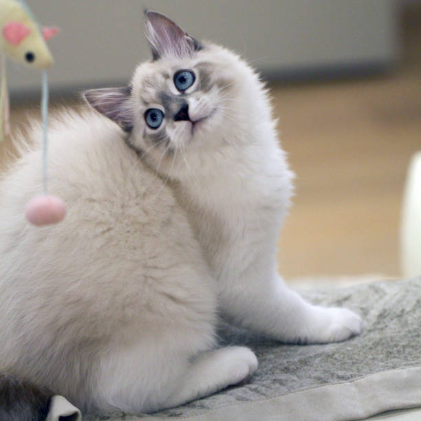 istock Siberian cat in a home environment 1134429492