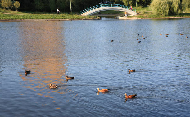 istock summer in city park 1134430539