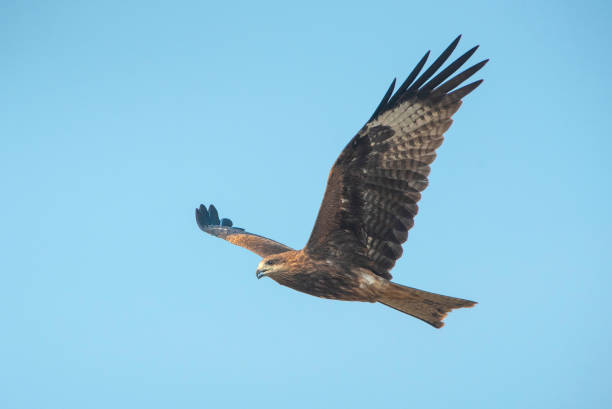 Black kite or Pariah kite flying on blue sky Black kite or Pariah kite flying on blue sky milvus migrans stock pictures, royalty-free photos & images