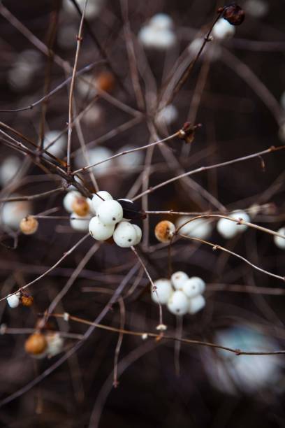 istock moments of autumn 1134431495