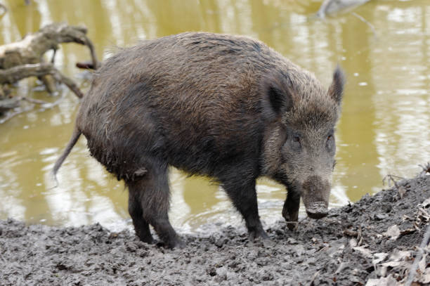 javalis (sus scrofa) - wild boar - fotografias e filmes do acervo