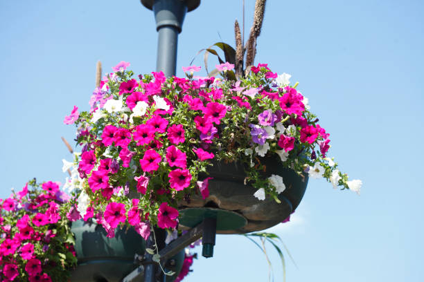istock Street light adorned with flower cunks 1134431842