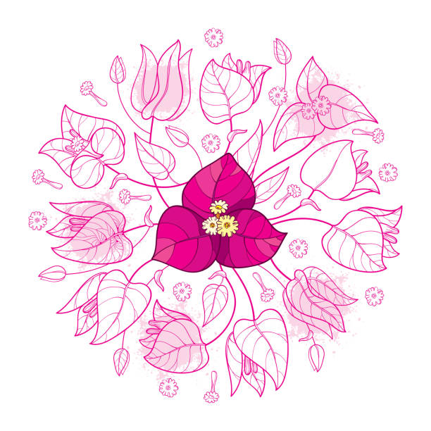 Vector round bouquet of outline Bougainvillea or Buganvilla flower bunch with bud and leaf in pastel pink isolated on white background. Vector round bouquet of outline Bougainvillea or Buganvilla flower bunch with bud and leaf in pastel pink isolated on white background. Exotic ornate Bougainvillea in contour for summer design. bougainvillea stock illustrations