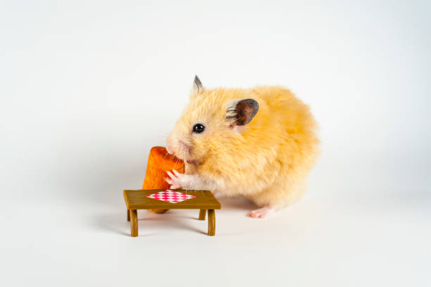 istock Cute hamster eating carrot on white background 1134432263