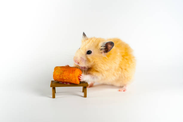 istock Cute hamster eating carrot on white background 1134432331