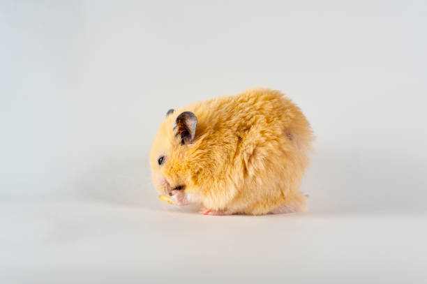 istock Cute hamster eating snuflower on white background 1134432518