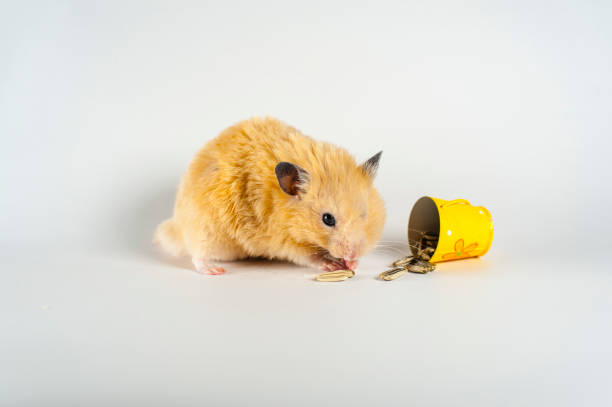 istock Cute hamster eating sunflowers from bucket on white background 1134432527