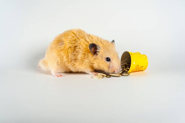 istock Cute hamster eating sunflowers from bucket on white background 1134432537