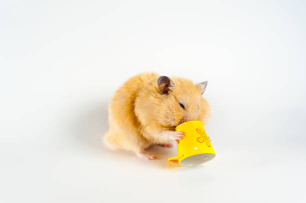 istock Cute hamster eating sunflowers from bucket on white background 1134432566
