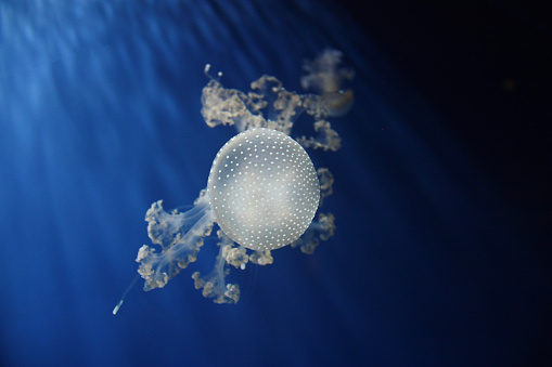 Jellyfish fondo azul translúcido photo