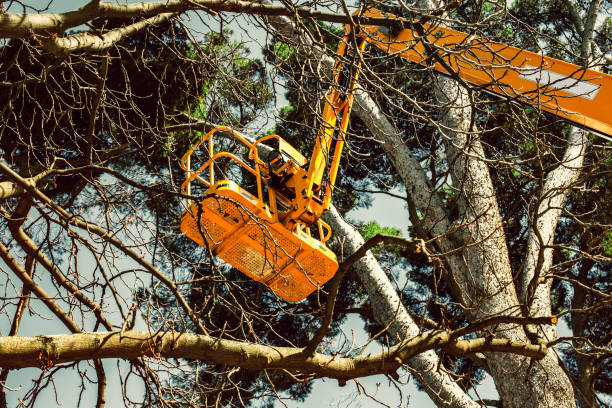 platform lift on the branches of pine tree for pruning and maintenance
