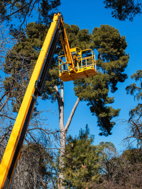 istock aereal platform lift in the park to prune pine trees 1134433119