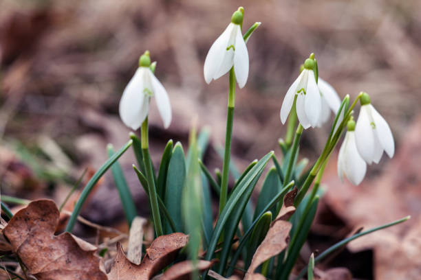 istock Snowdrops in grass in the garden. Beautiful first spring flowers. 1134433301
