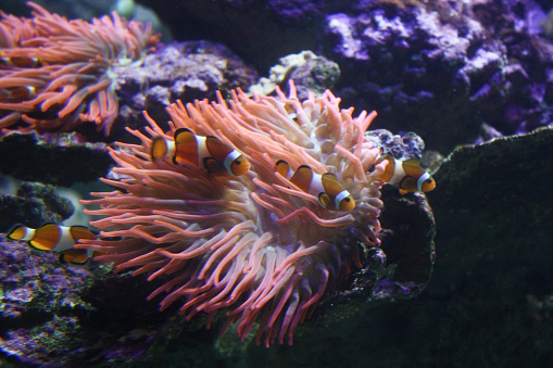 Coral y Clownfish photo