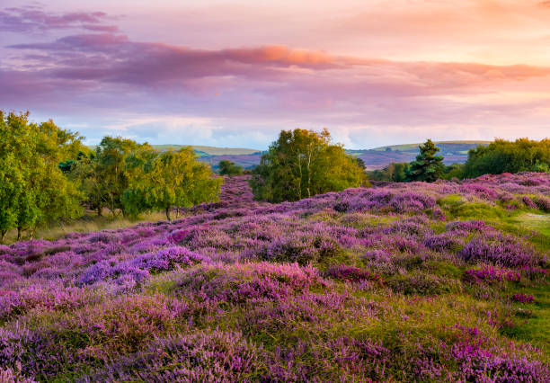 ciel spectaculaire sur bruyère pourpre et rose sur la lande du dorset - dorset photos et images de collection