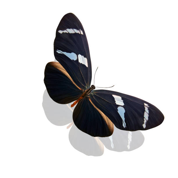 istock tropical brown butterfly isolated on white background 1134434294