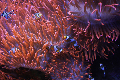 Coral y Clownfish photo