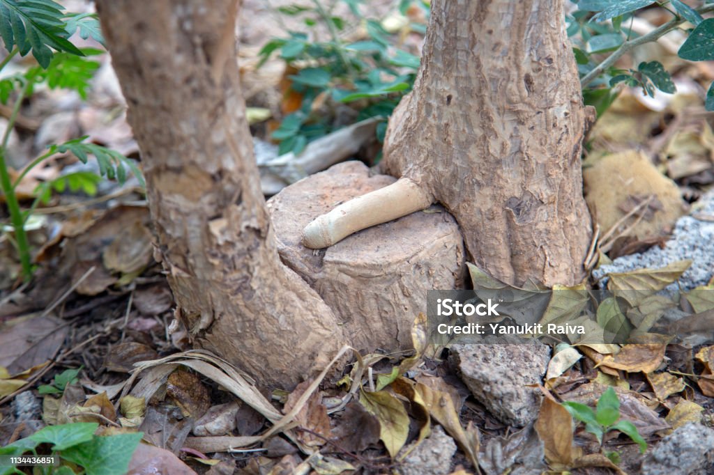 bentuk akar pohon yang lucu di kebun. - Bebas Royalti Akar - Bagian tanaman Foto Stok
