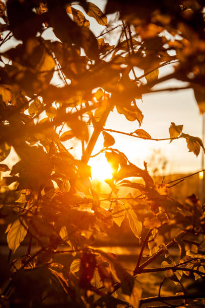 Beautiful view of sunset through tree leaves.