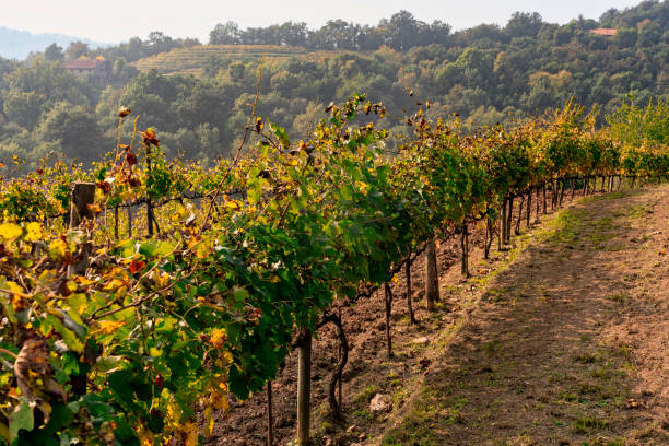 istock Vineyards in the Park of Curone at fall 1134441122