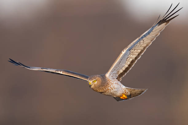 istock Northern Harrier Hawk Male aka Gray Ghose in Flight 1134443126