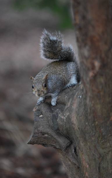 Squirrel relaxing stock photo