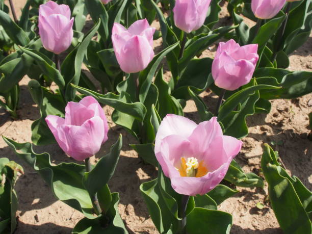 Tulipe - Photo