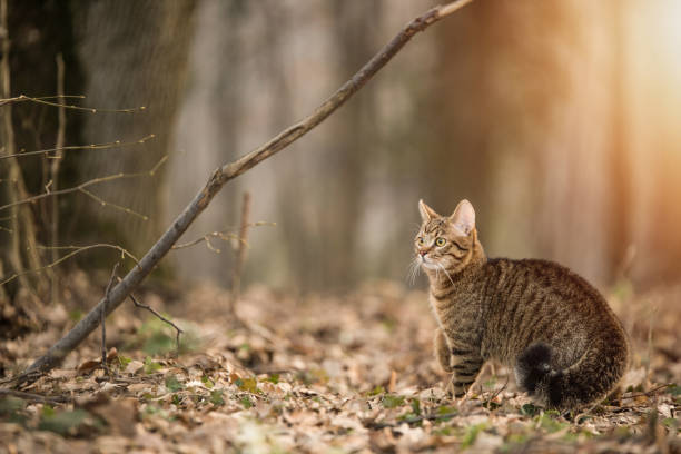 istock Young striped cat walking in the woods 1134445319