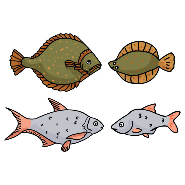 Goat Fish Vector 50+ Goatfish Stock Illustrations, Royalty-Free Vector Graphics & Clip ...