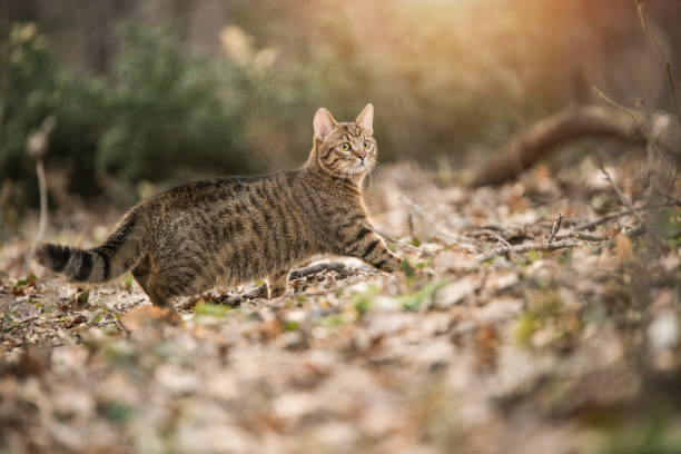 istock Young striped cat walking in the woods 1134445442