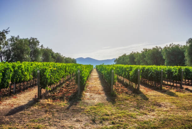 vineyards and landscape in tuscany. Italy Vineyards in Livorno region (Tuscany) in the morning. Italy rioja photos stock pictures, royalty-free photos & images