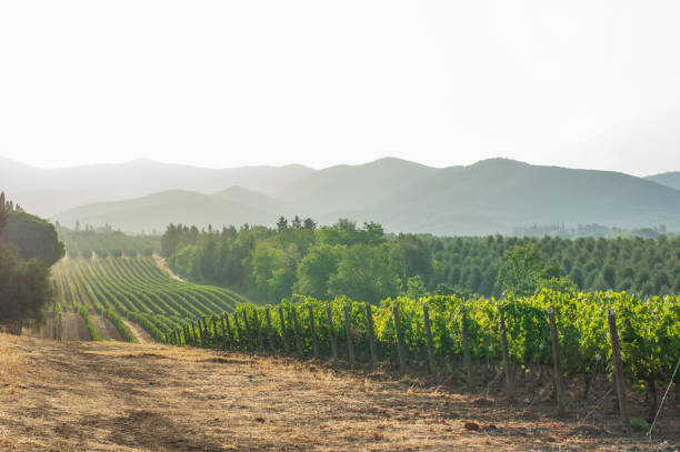 viñedos y paisajes de la toscana. italia - viña fotografías e imágenes de stock