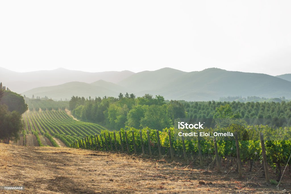 vineyards and landscape in tuscany. Italy Vineyards in Livorno region (Tuscany) in the morning. Italy Vineyard Stock Photo