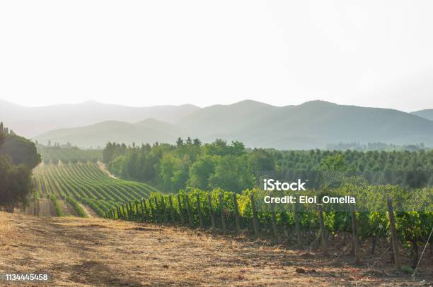 Vineyards And Landscape In Tuscany Italy Stock Photo - Download Image Now - Vineyard, Wine, Agricultural Field