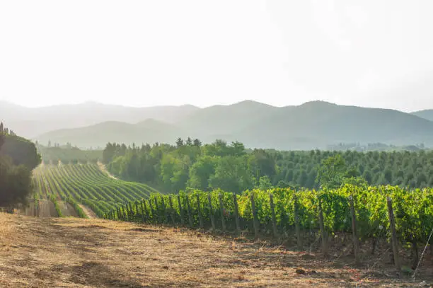 Vineyards in Livorno region (Tuscany) in the morning. Italy