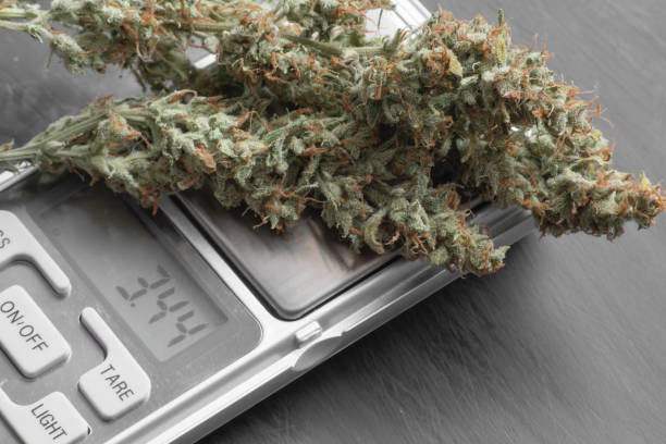 istock Macro shot of cannabis bud 1134445491
