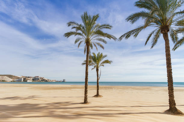 istock Mediterranean sea and palm tree in cullera beach 1134445520