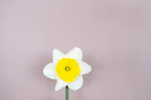 Close shot of a single poet's daffodil.