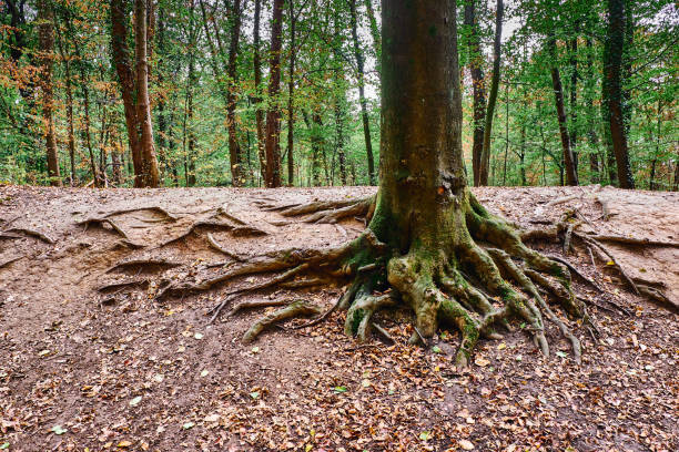 istock Tree roots in the forest in autumn 1134449937
